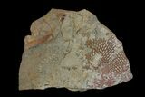 Ordovician Graptolite (Araneograptus) Plate - Morocco #174329-1